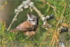 <p>SÝKORA PARUKÁŔKA (Lophophanes cristatus) /Crested tit - Haubenmeise/</p>